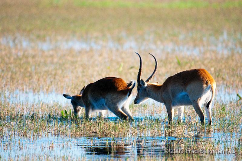 20090614_172707 D300 (1) X1.jpg - I am not sure if this is a 'regular' springbok or something else.  Seen in Okavango Delta, Botswana